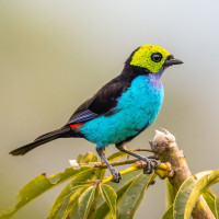 Paradise Tanager